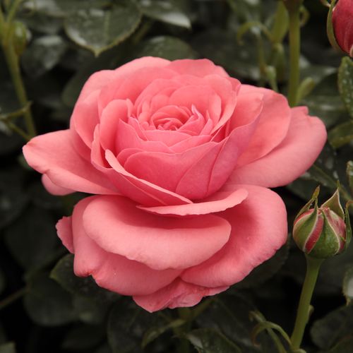 E-commerce, vendita, rose, in, vaso rose ibridi di tea - rosa - Rosa Elaine Paige™ - rosa dal profumo discreto - L. Pernille Olesen - ,-